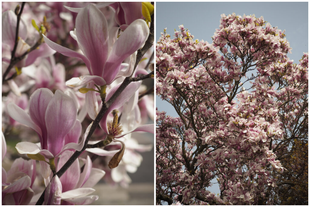 magnolia tree in full bloom