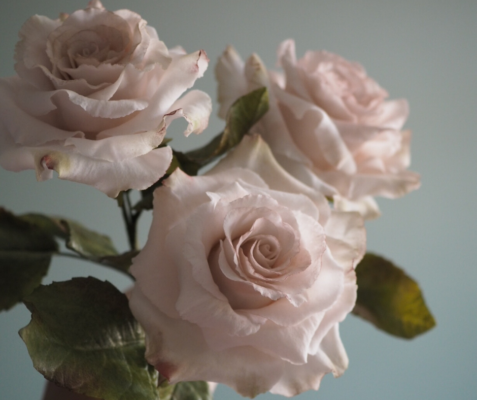 three dusky pink rose sugar flowers against a blue green background