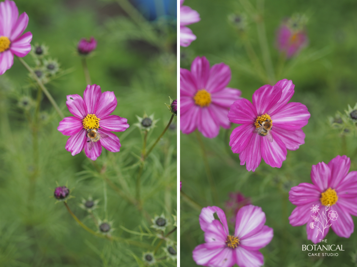pink cosmos flowers