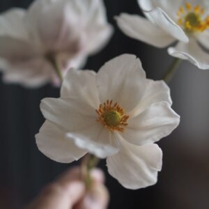 Japanese anemone template