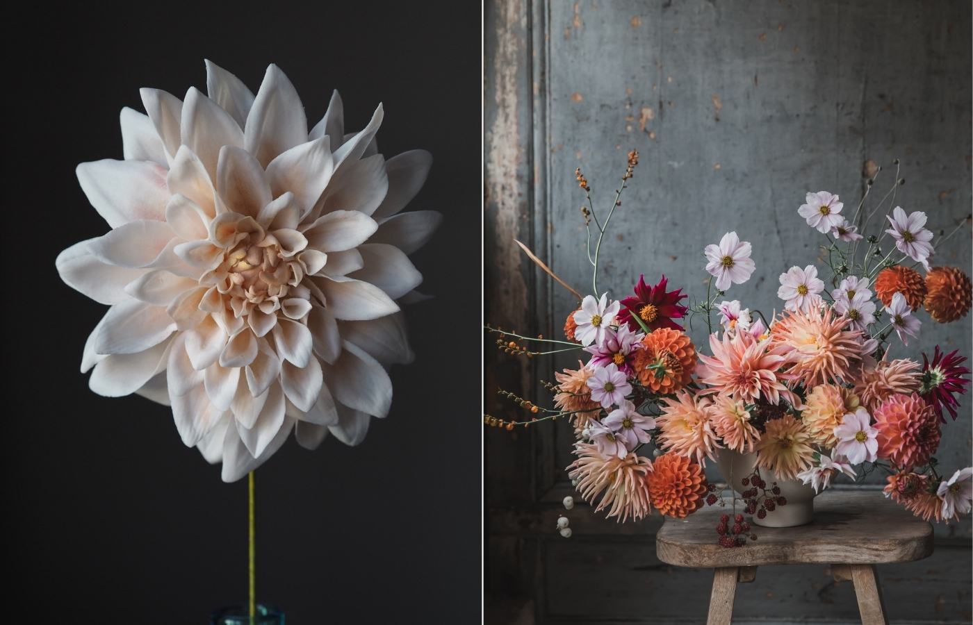 a single dahlia cafe au lait sugar flower against a dark background + a fresh September floral arrangement with dahlias and cosmos in pinks, whites, oranges and burgundy