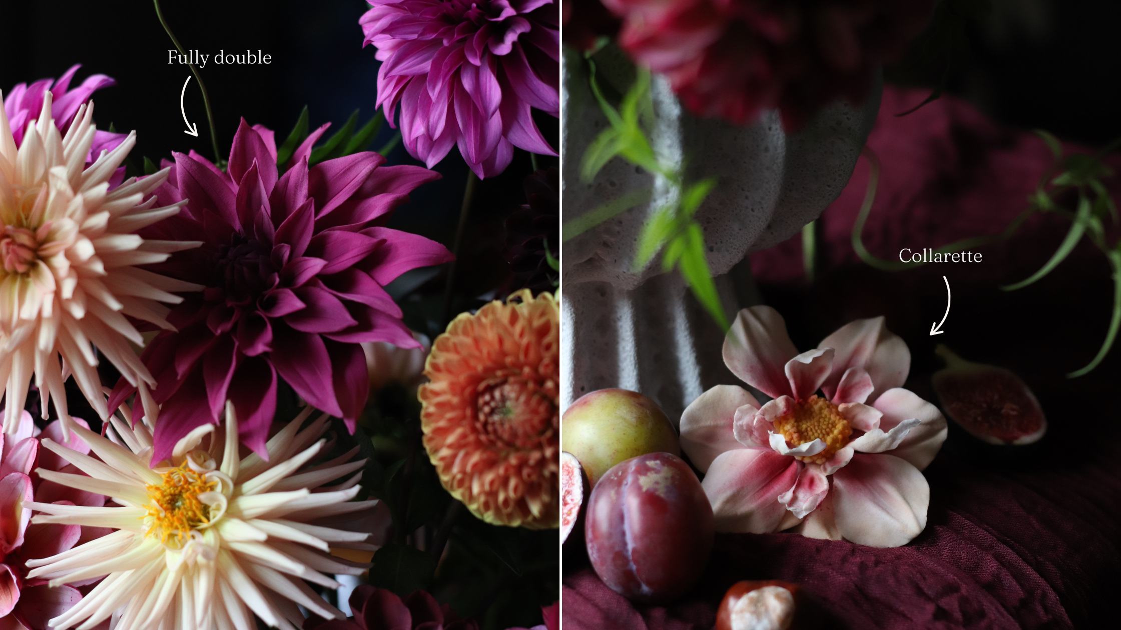 A close up of dahlia sugar flowers nestled amongst real dahlias in pinks, orange and lavender