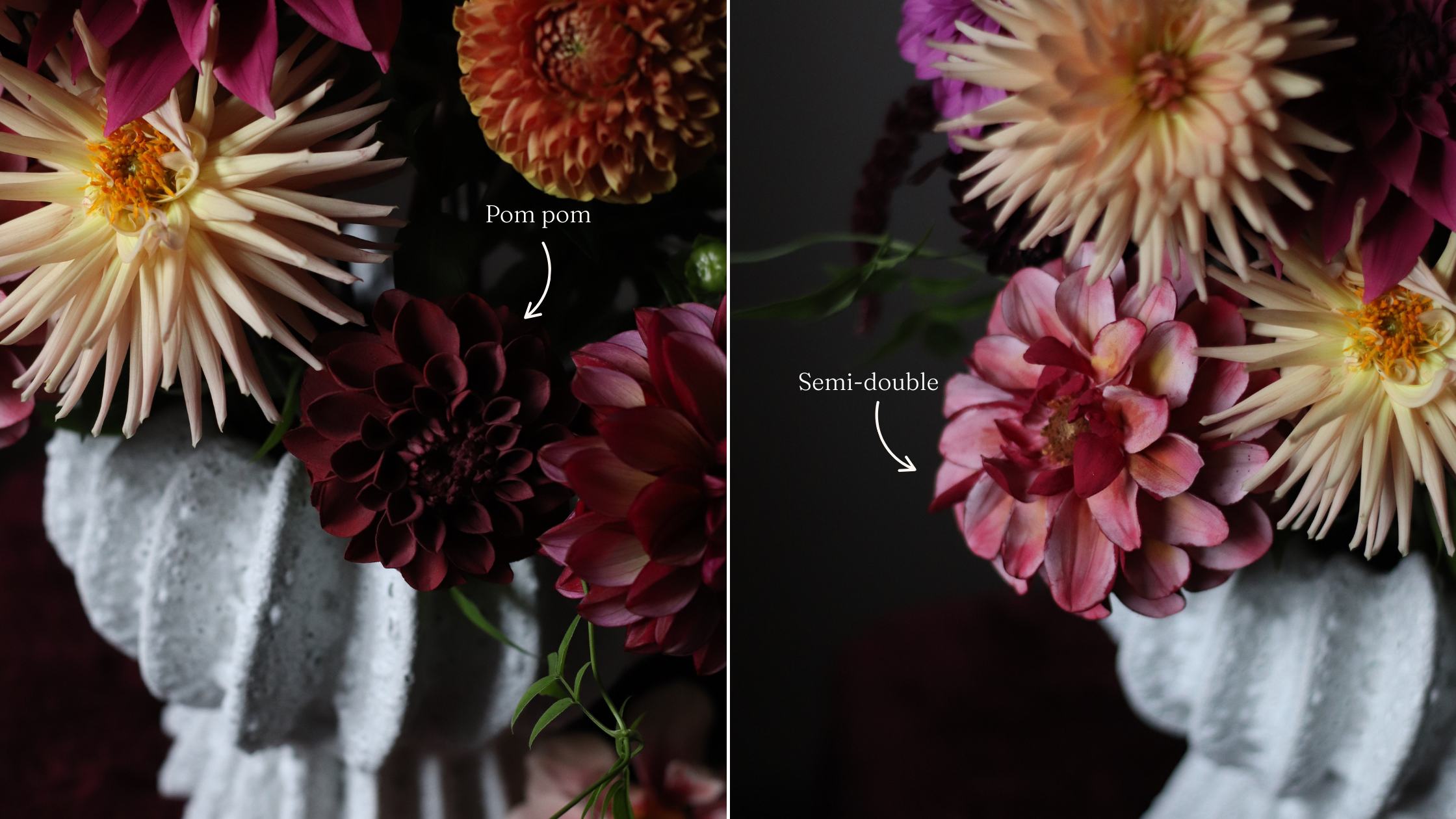 A close up of dahlia sugar flowers nestled amongst real dahlias in pinks, orange, pale yellow and burgundy