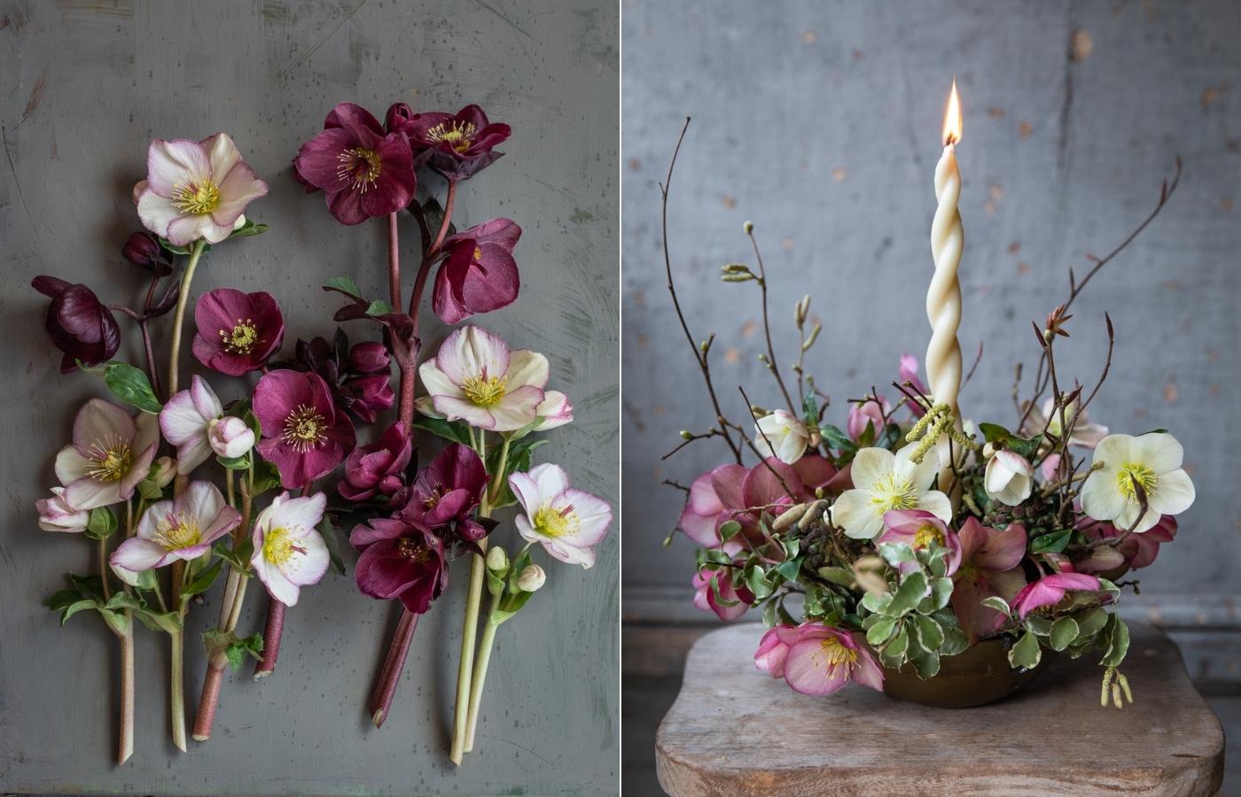 A flatlay of hellebores in whites and burgundy on a grey background; a spring hellebore arrangement of hellebores with a single candle