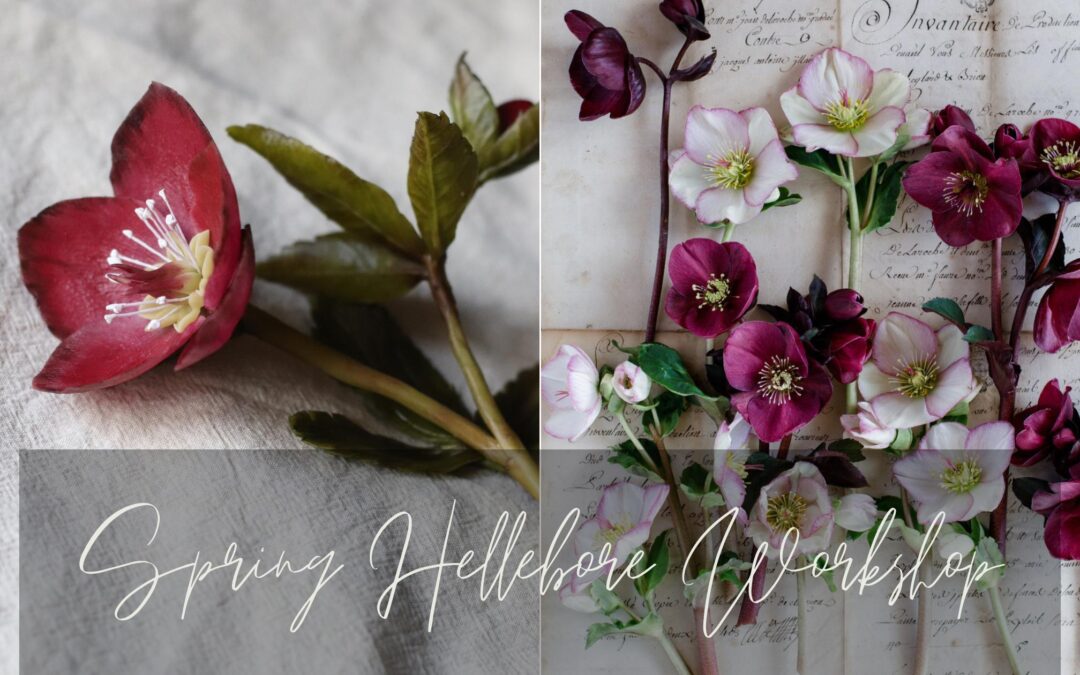 Spring Hellebore Workshop