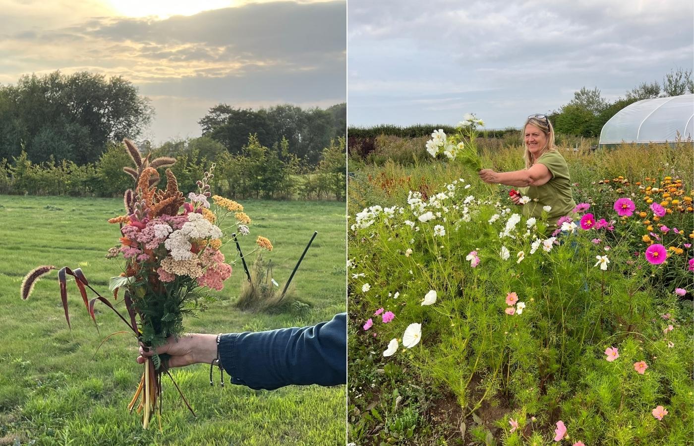 A bouquet of seasonal flowers in the Yorkshire countryside with the sun setting in the background; Sahra from Willowview Farm picking white and pink cosmos in her cutting patch