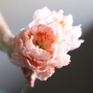 Side profile of Faded Coral Charm Peony wafer paper flower with soft layered petals